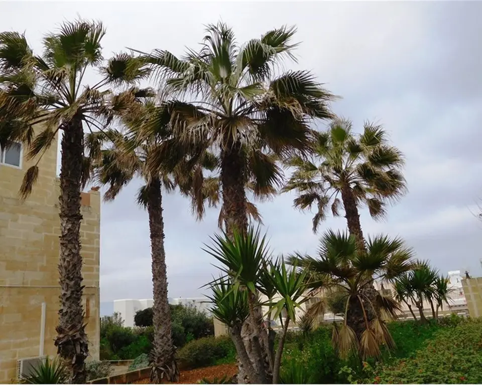 3 bedroom Maisonette to rent in Qawra