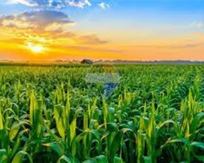 Agriculture Land for sale in Burmarrad