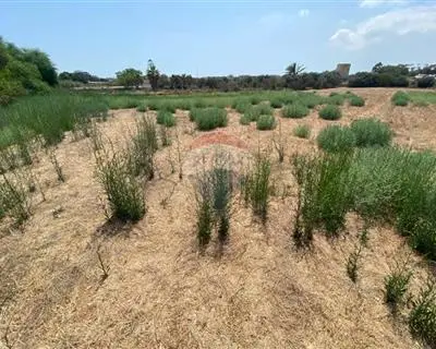Agriculture Land for sale in Marsascala